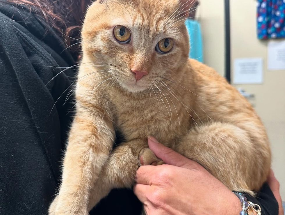 tabby orange cat snuggles