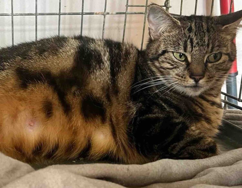 tabby pregnant cat indoors