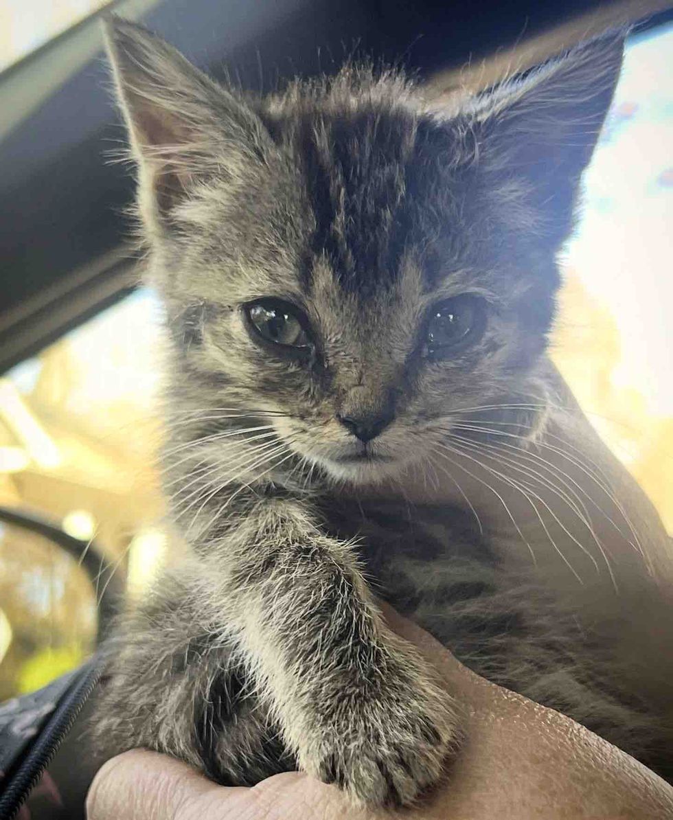 tabby rescue kitten