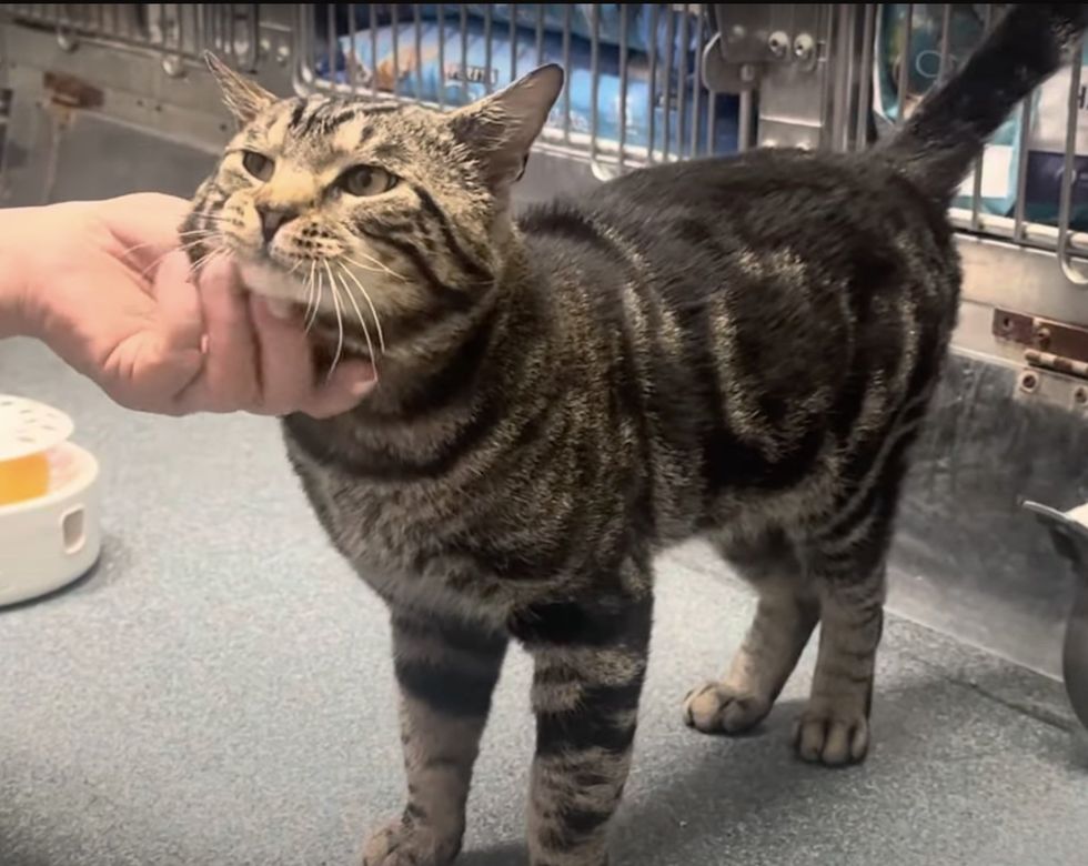 tabby shelter cat cheeks