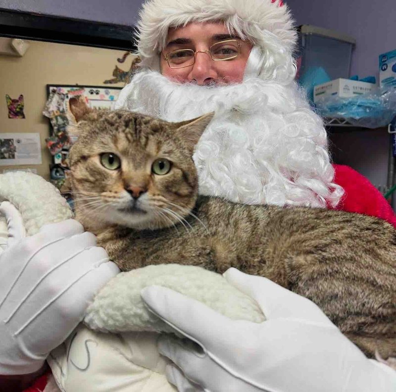 tabby shelter cat santa