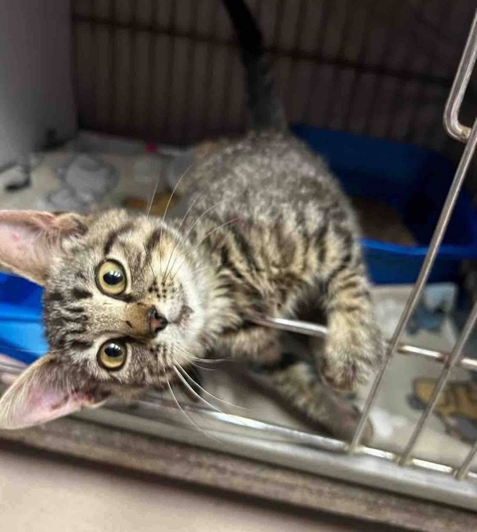 Blind Kitten Tries to Smash into Every other Hepper's Pen, Decided to Be His Absolute best Pal 3 tabby shelter kitten