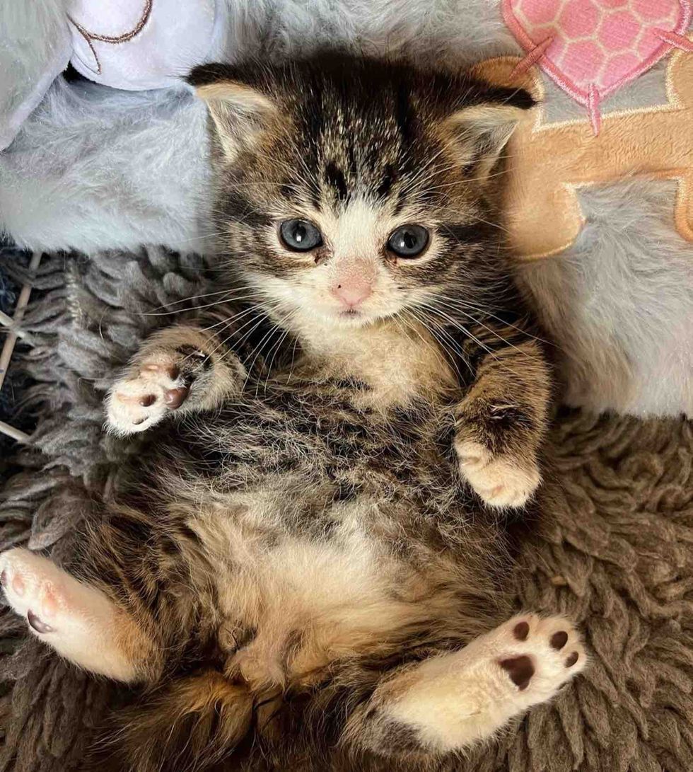 tabby tiny kitten belly