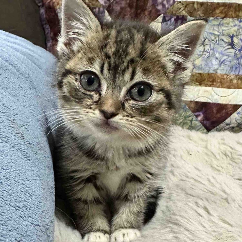 tabby tiny kittens eyes