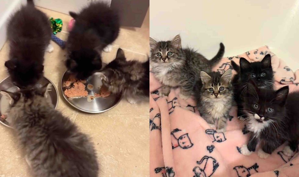tabby tuxedo kittens foster