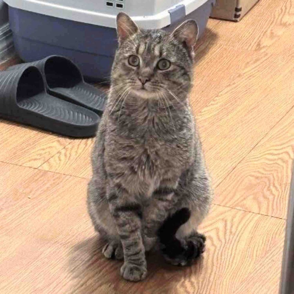 ウッディ