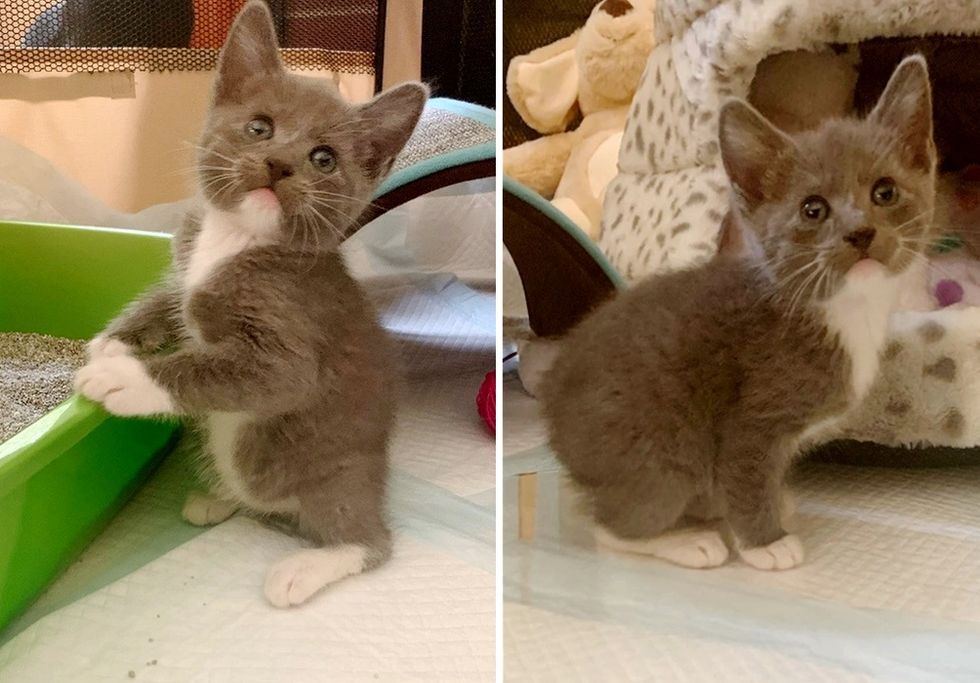 tailless kitten, Manx cat, standing up