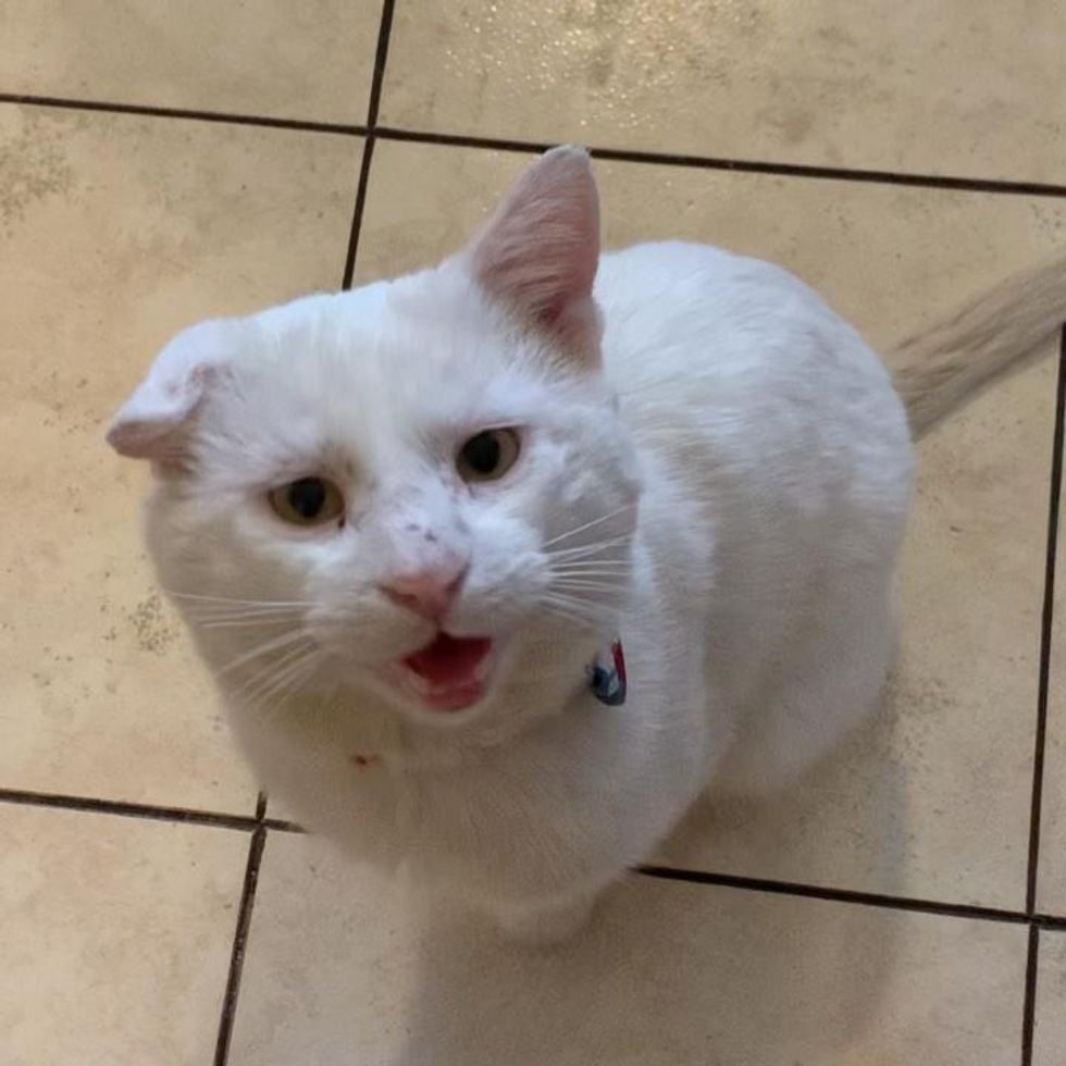 talkative cat