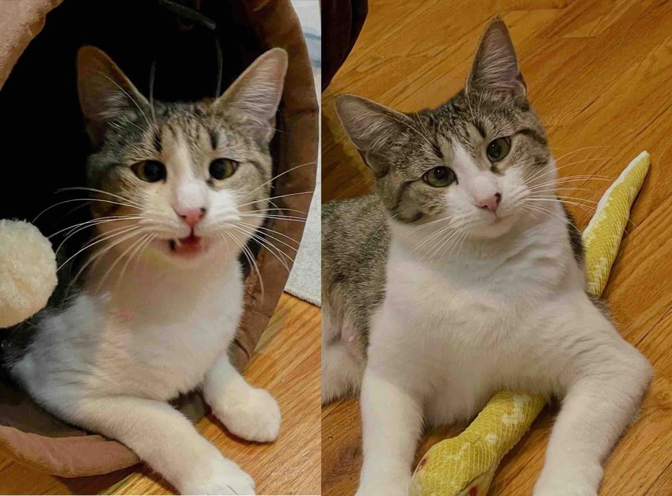 talkative cross eyed cat