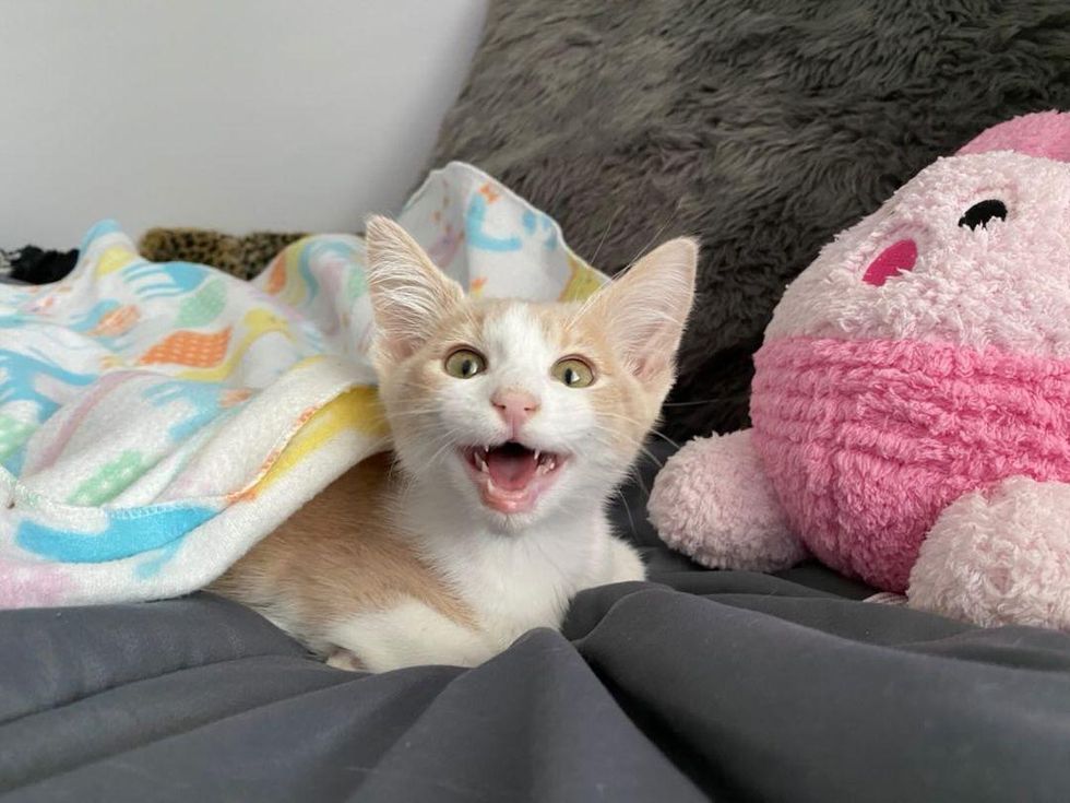 talkative kitten bed