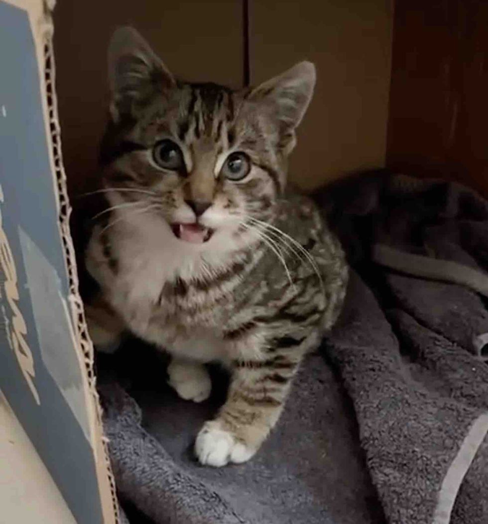 talkative kitten indoors