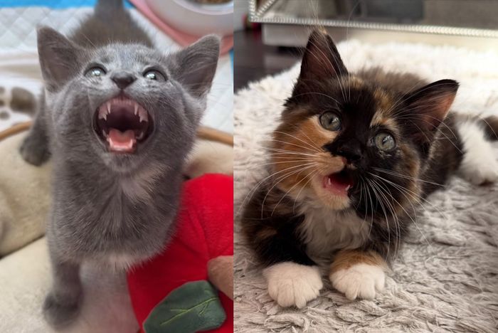 talkative kittens meowing