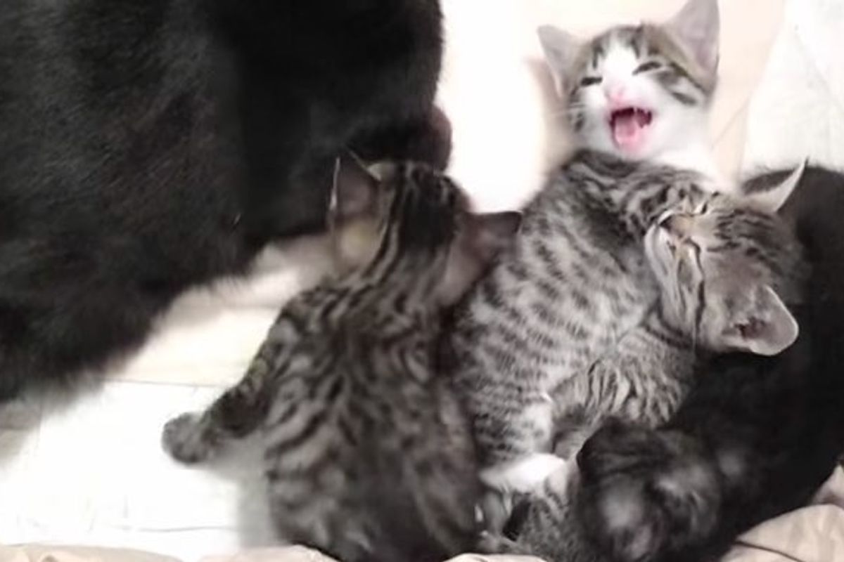 talkative kittens talking to cat mom