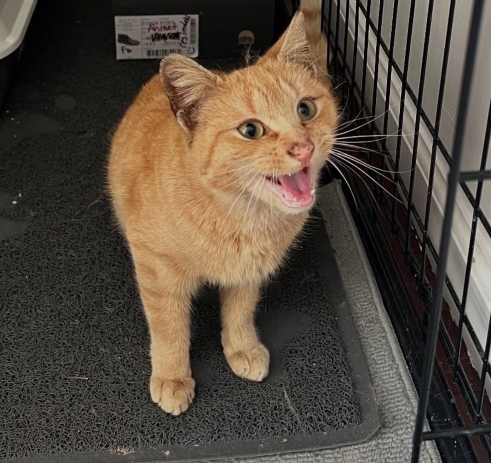 talkative tabby kitten