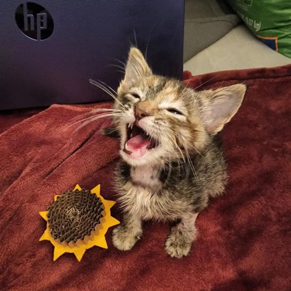 talkative tiny kitten