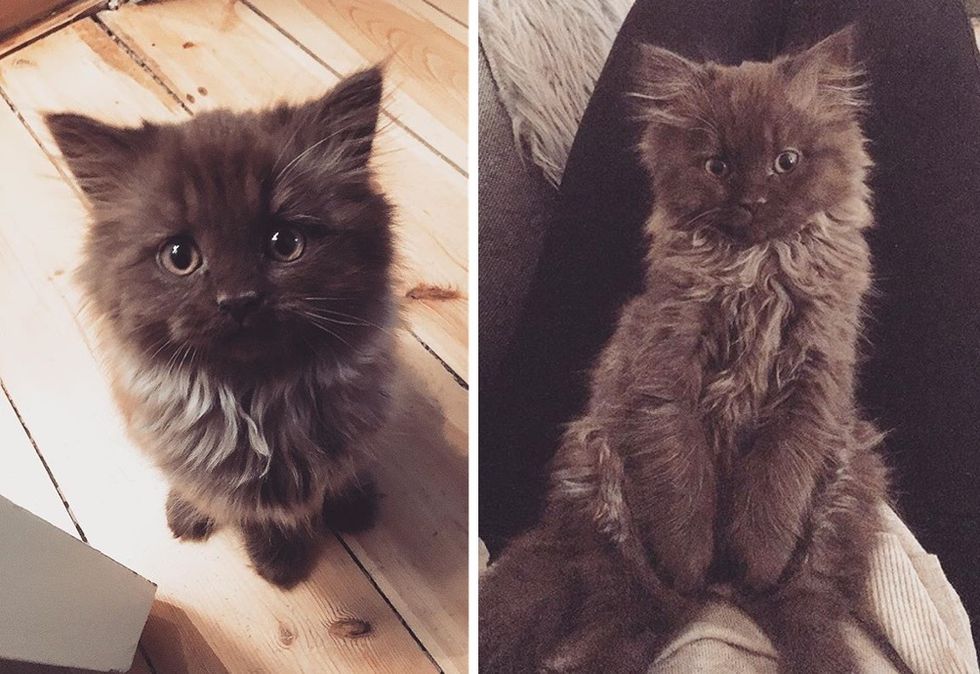 teddy bear kitten, cute