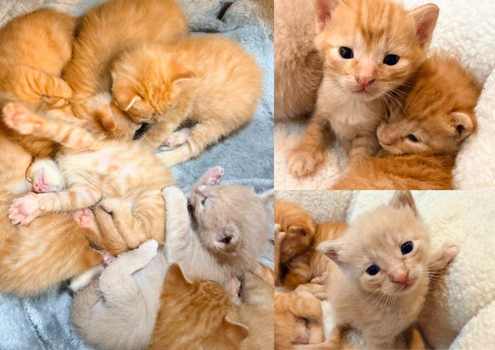 The ginger brothers piled together on a soft blanket. (left) A close-up of a cream-colored kitten looking at the camera, with ginger littermates beside it. (bottom right) A single ginger kitten looking at the camera. (top right)