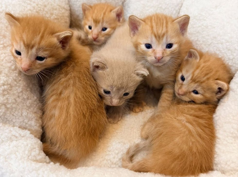 The ginger brothers piled together on a soft blanket.