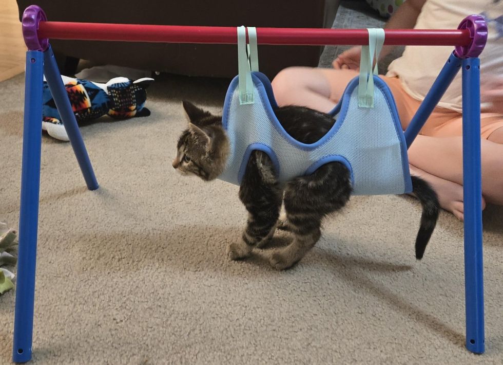 the sling the kitten uses to stand upright for eating and drinking