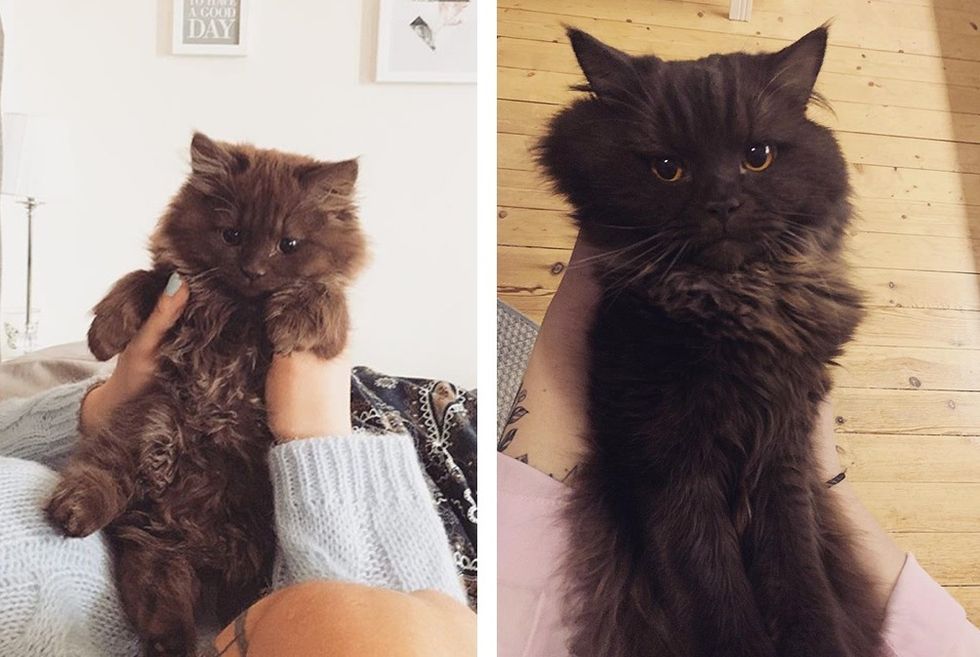 then and now, teddy bear cat