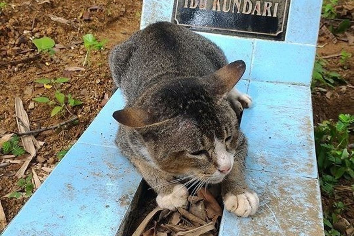 This handsome tabby guy rolling around on the graveyard