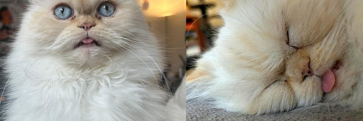 Senior Cat Who Survived a Car Accident Made a Full Recovery, Tongue Out and Looking Unimpressed Either Way
