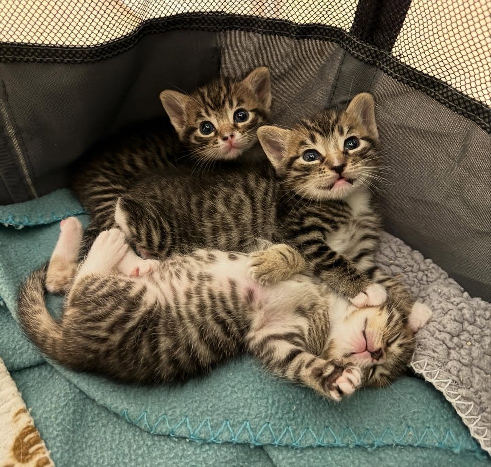 Three babies in carrier, still tiny tabbies