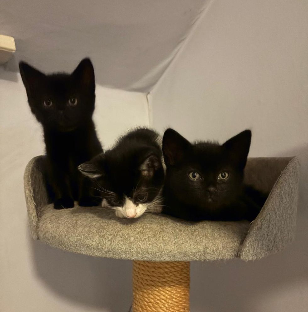 Three kitten siblings playing on top of a cat perch; two black and 1 tuxedo kitten