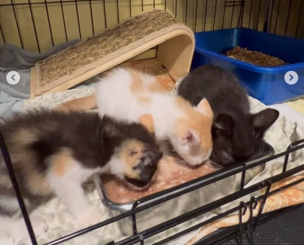 Three kittens all huddled around a food dish eating. 