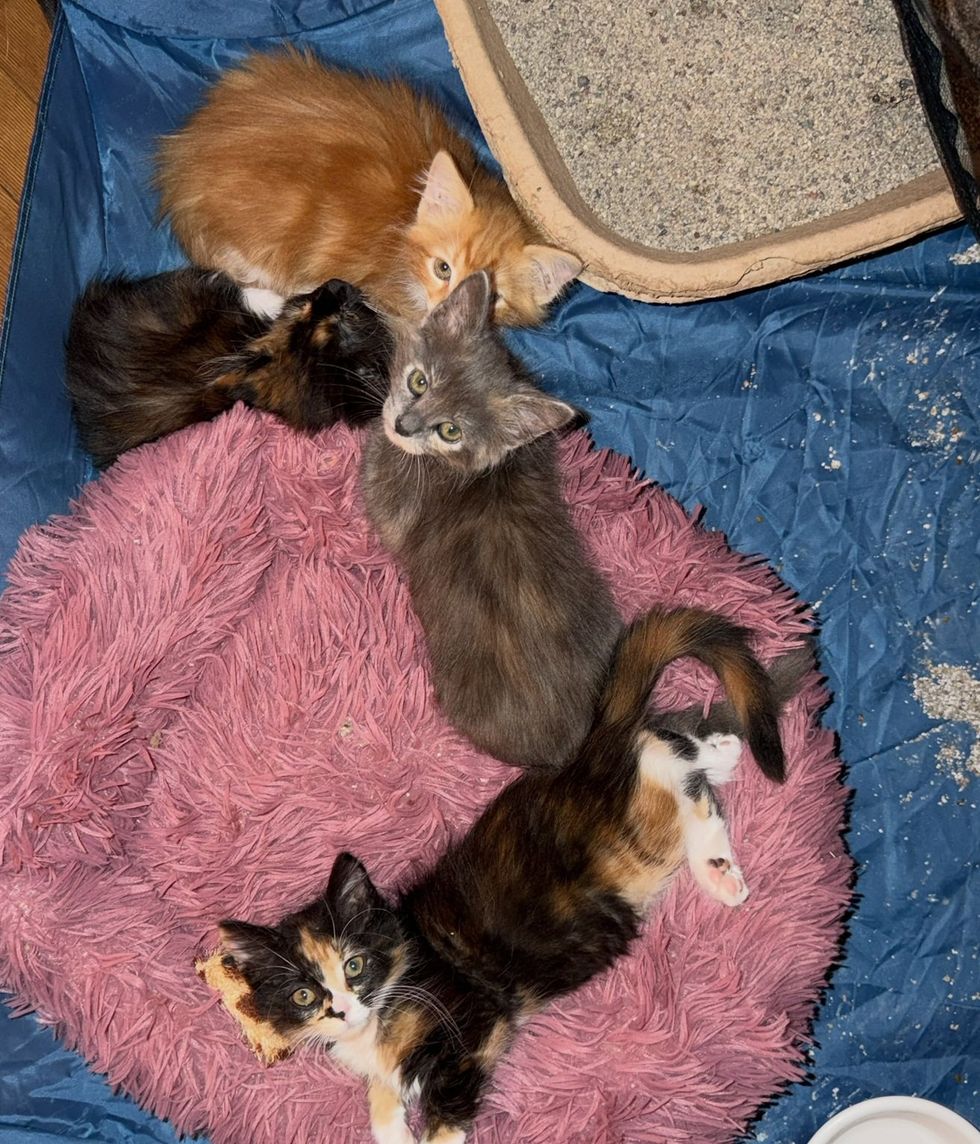 Three kittens, orange, gray, and calico, resting together on a blue mat and a pink bed.