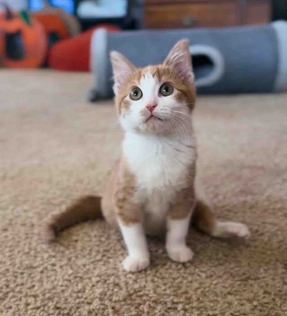 three legged cat big eyes