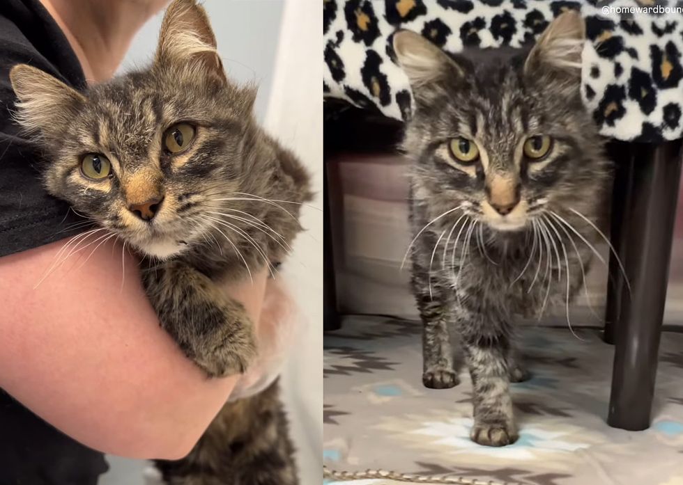 three legged tabby cat