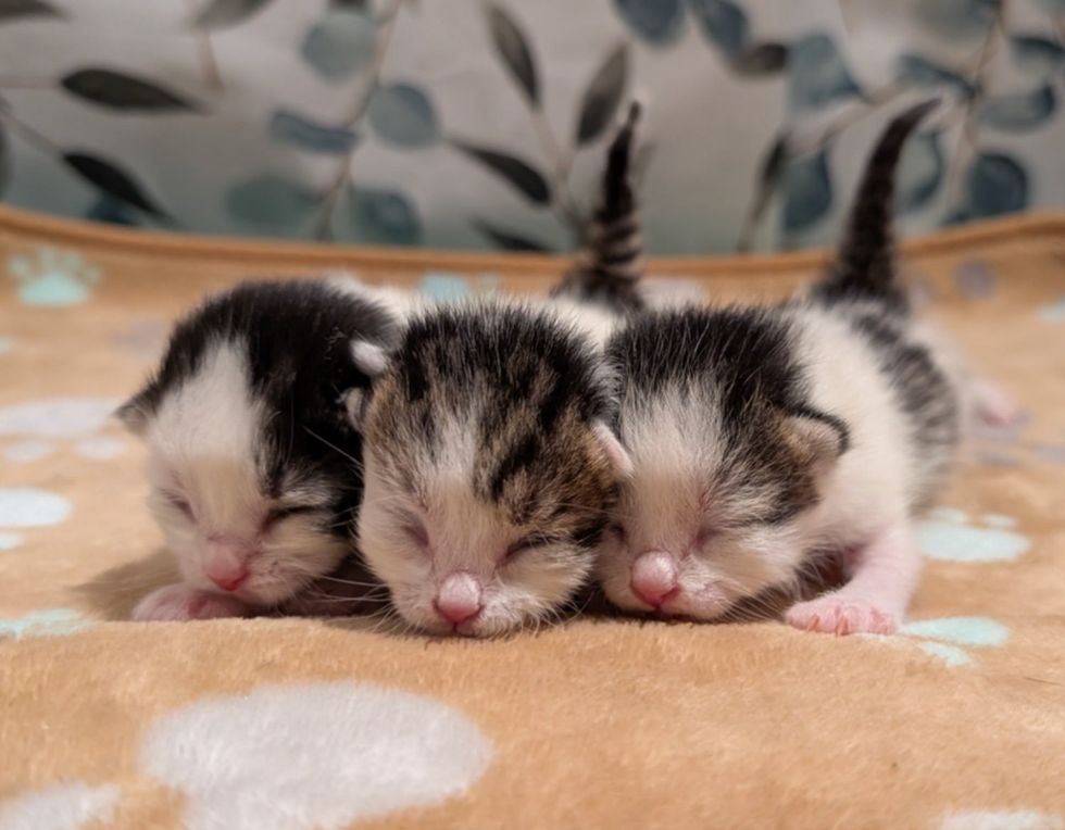 three newborn kittens