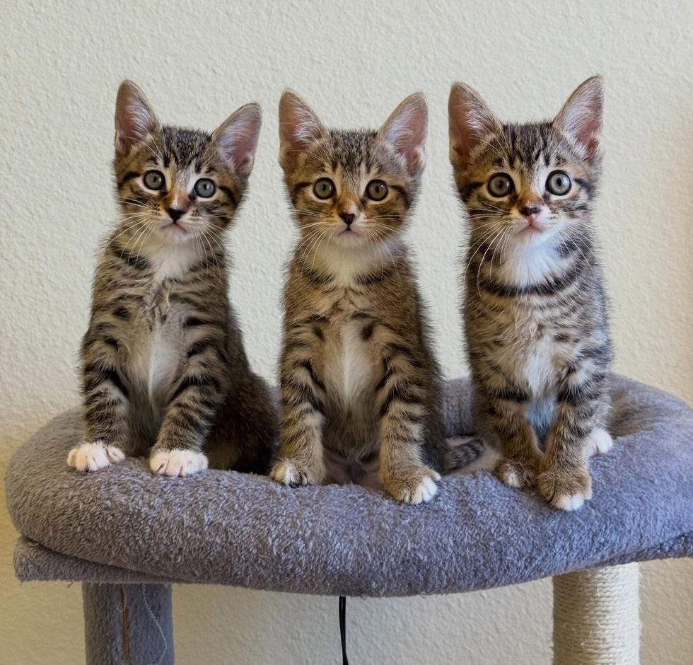 Three tabbie siblings, Cilantro, Parsley, and Basil, all looking identically at the camera
