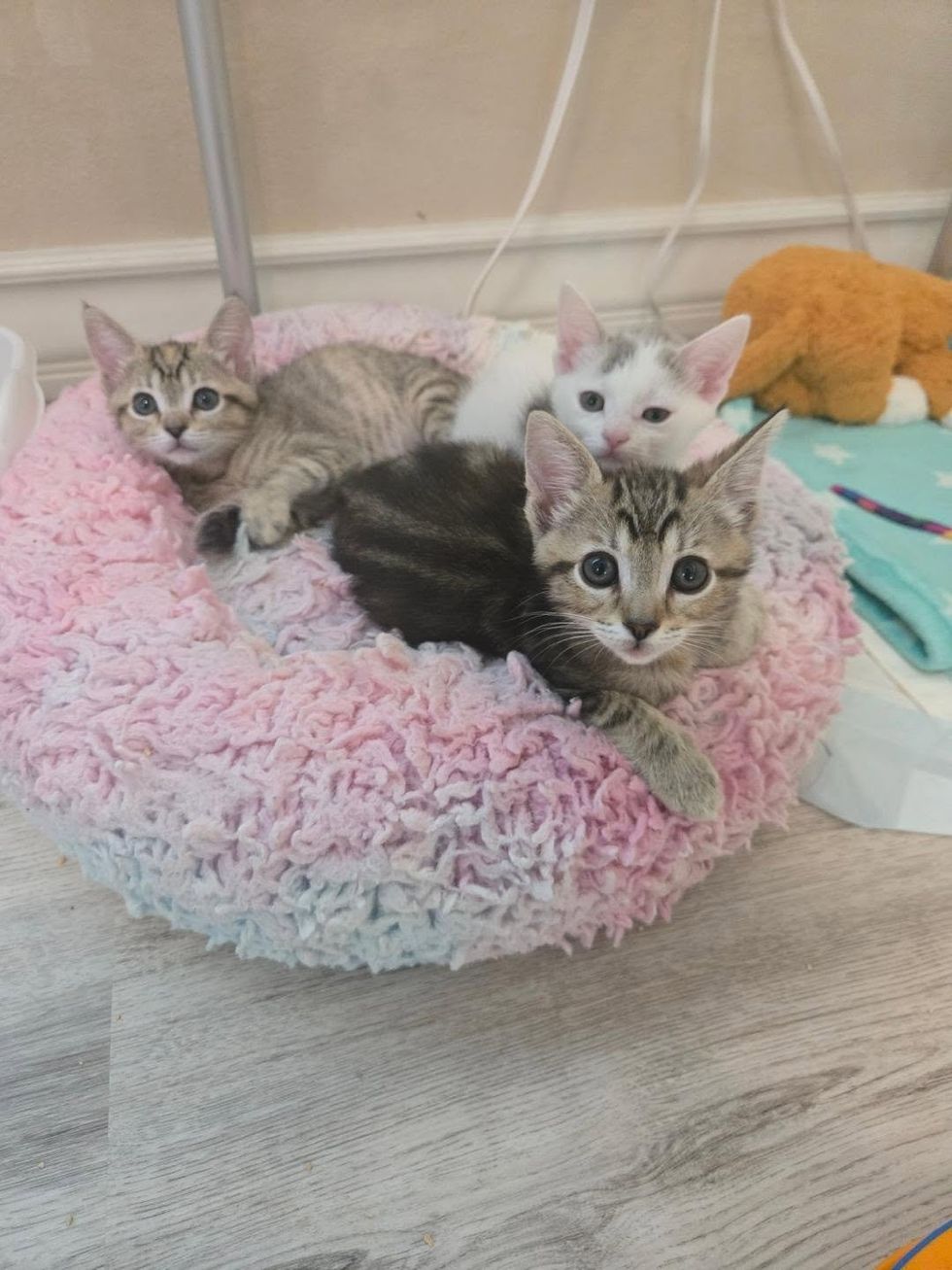 Three young kittens, two tabby and one white, resting together on a pink fluffy bed.