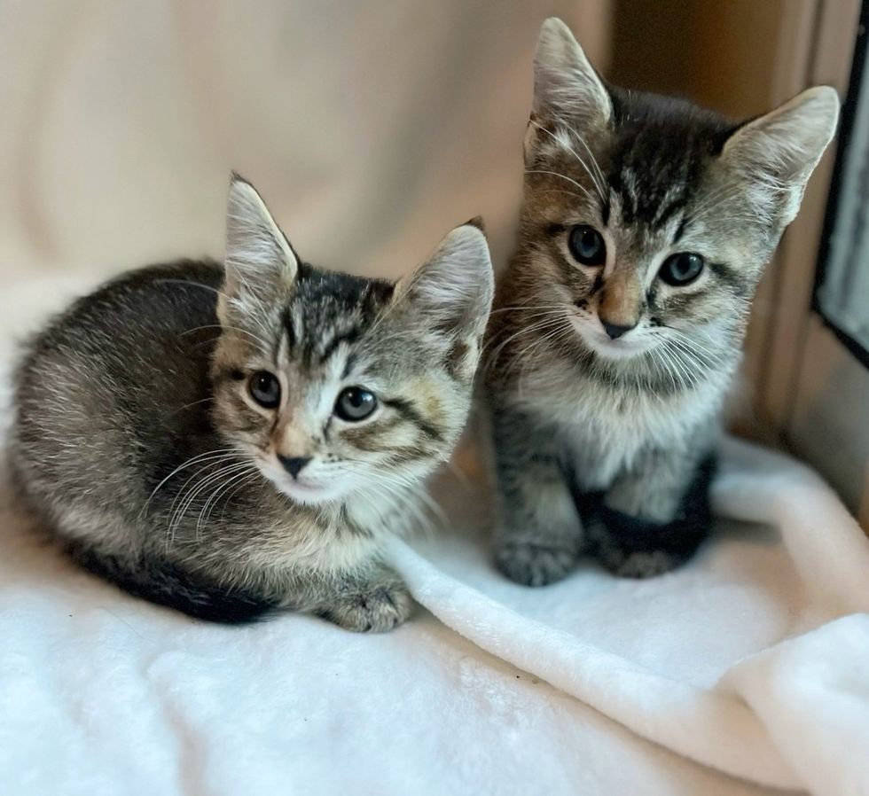 ticked coat tabby kittens