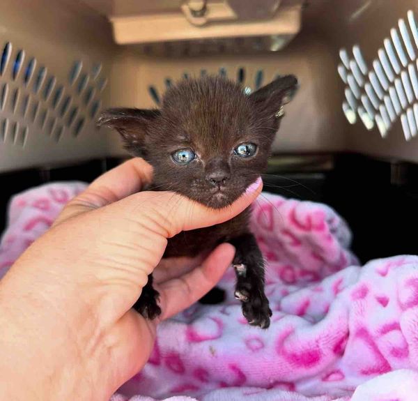 tiny black kitten