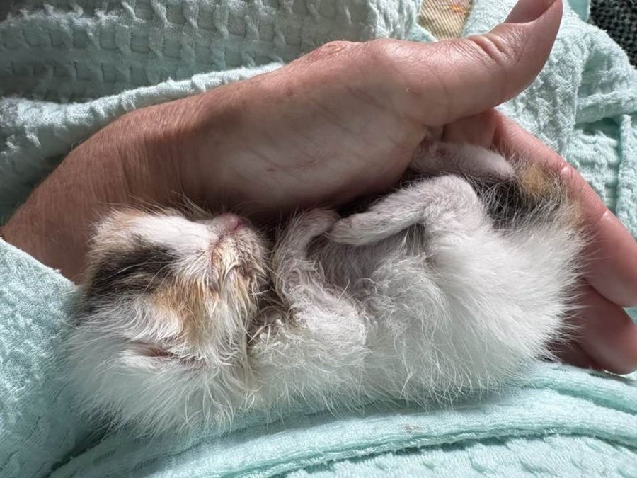 tiny bottle kitten sleeping