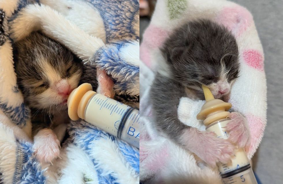 tiny bottle kitten