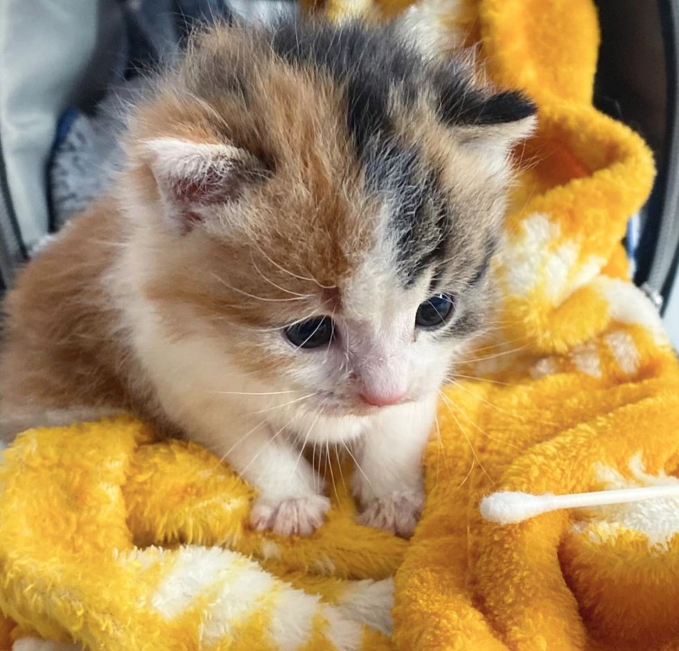 tiny calico kitten