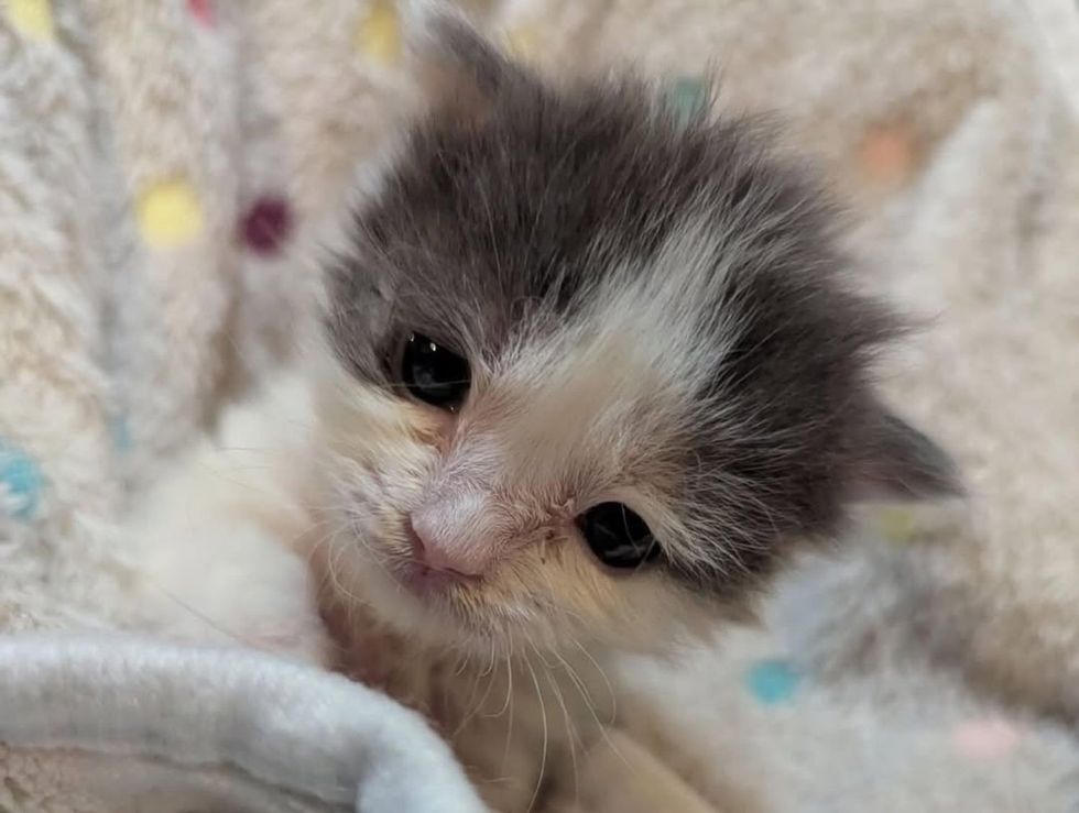 tiny fluffy kitten