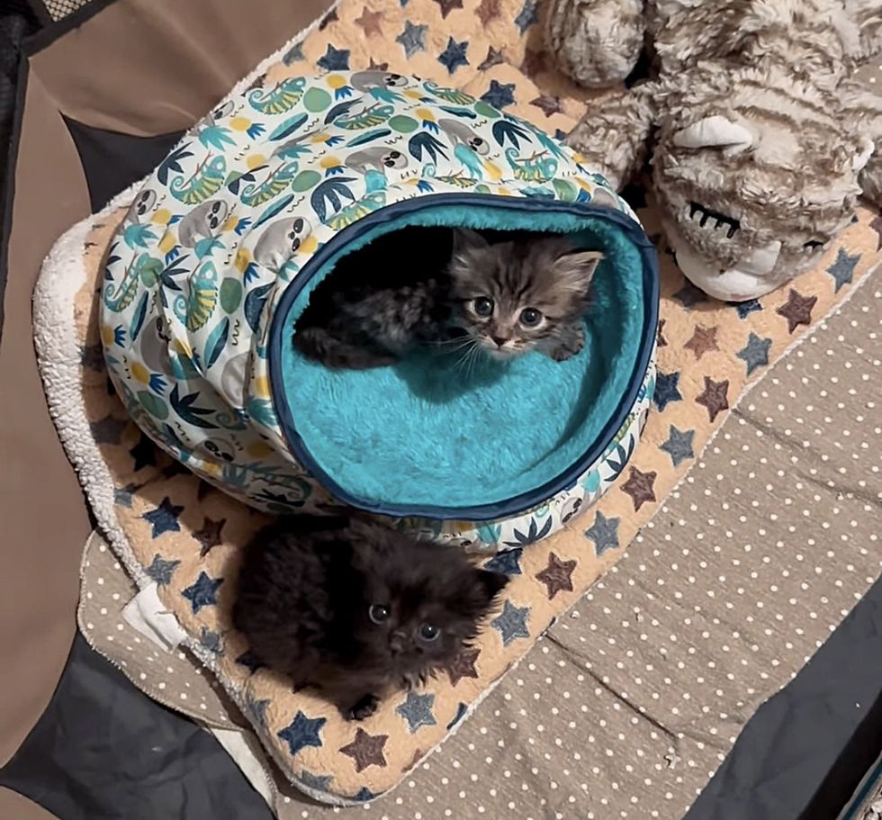 tiny fluffy kittens bed