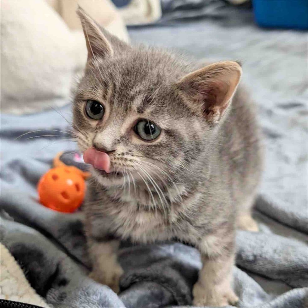 tiny gray kitten tongue