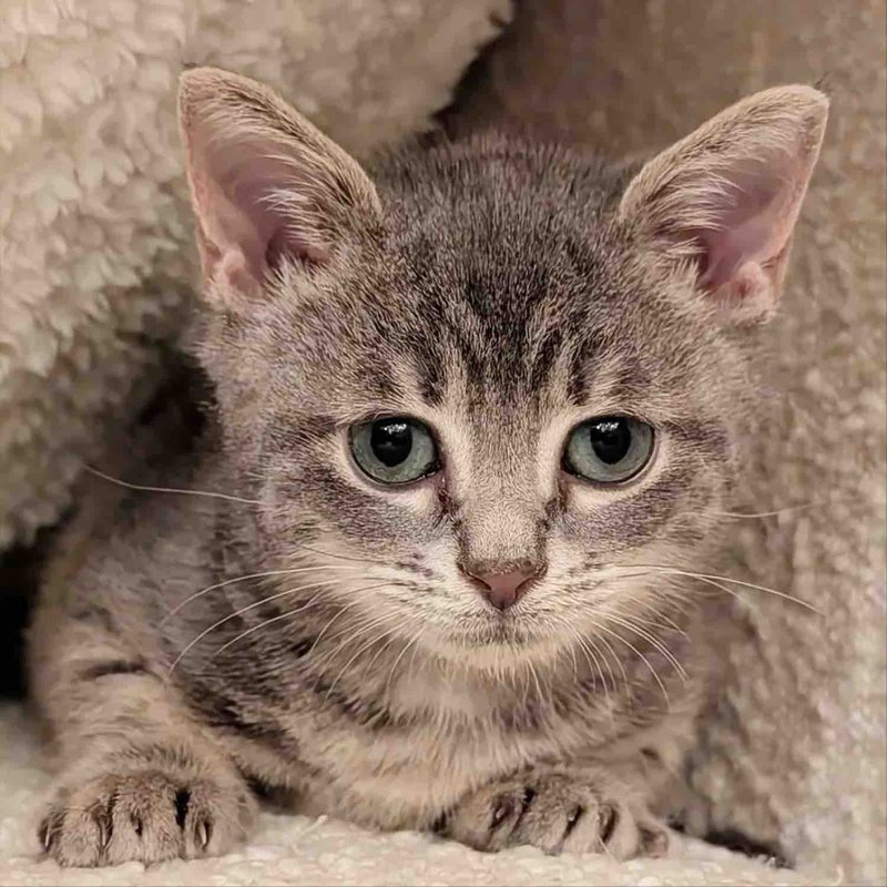 tiny gray kitten
