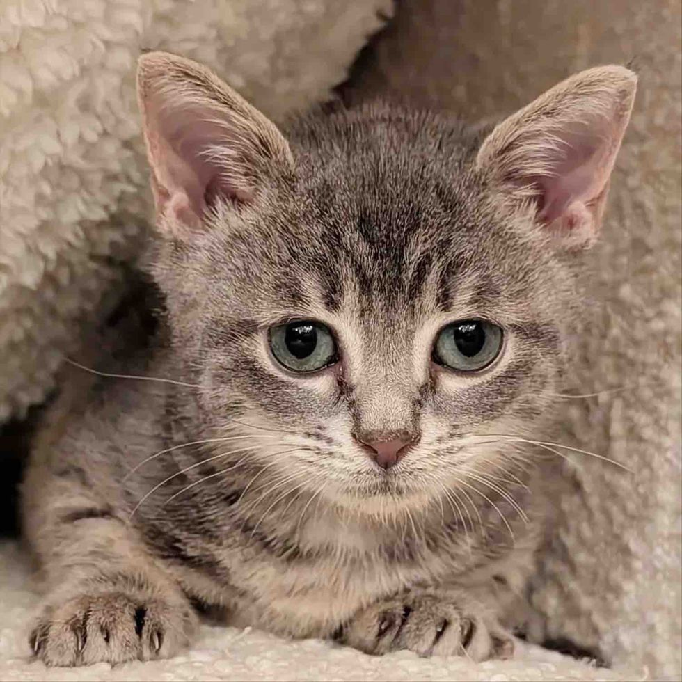 tiny gray kitten