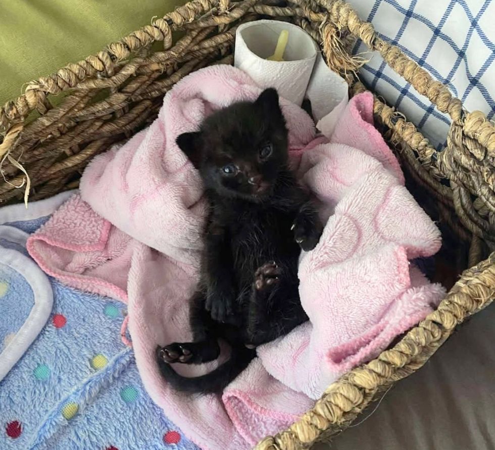 tiny house panther kitten basket