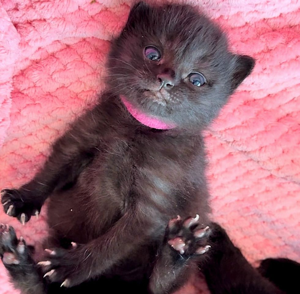 tiny house panther kittens paws