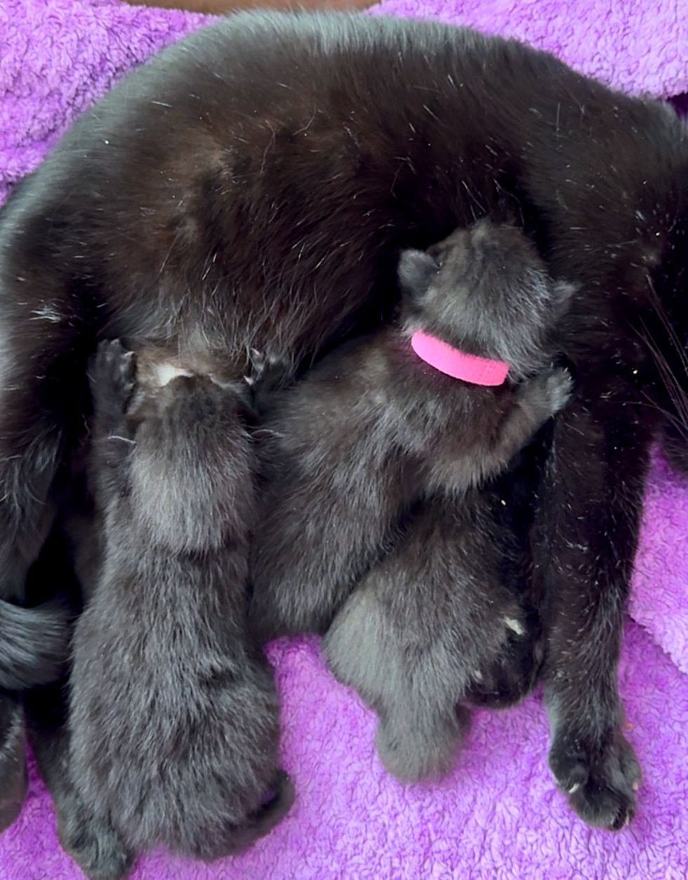 tiny house panther kittens