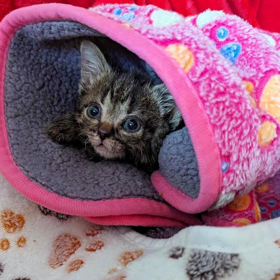 tiny kitten blanket