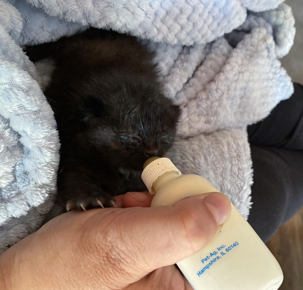 tiny kitten bottle